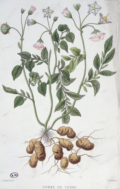 Potato Flowers by P Naudin